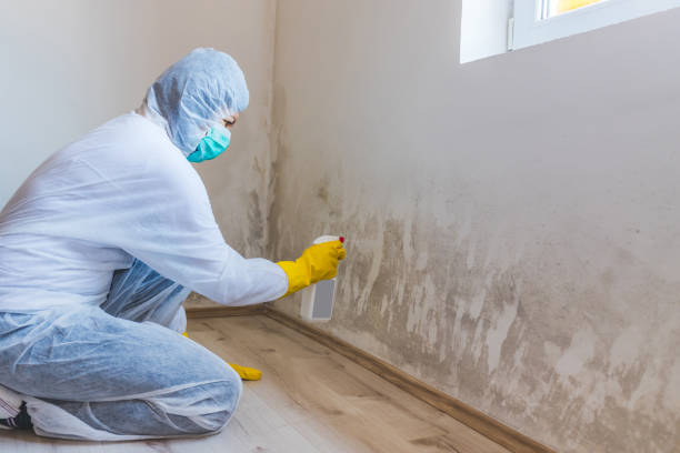 Licensed Basement Mold Remediation service in Saint Petersburg, FL - Cheap Mold Removal
