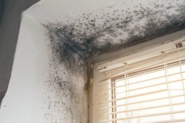 Trusted Basement Mold Remediation service in Saint Petersburg, FL - Cheap Mold Removal