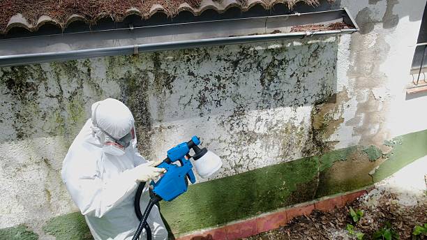 Trusted Bathroom Mold Removal service in Saint Petersburg, FL - Cheap Mold Removal